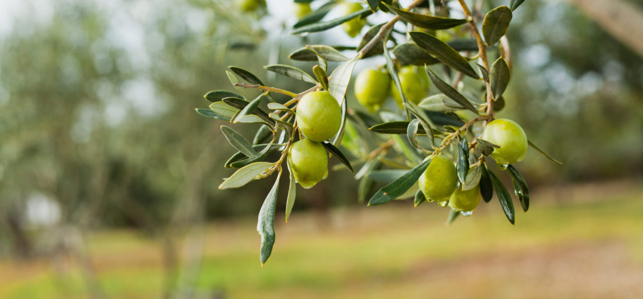 Olive Tree Photo of Branch